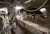 20250521 Productores de leche