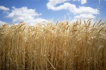 Foto principal del artículo 'FoodRise, un hub de innovación para el sistema alimentario de la región, lanza un programa dirigido a startups' · Foto: Mariana Greif