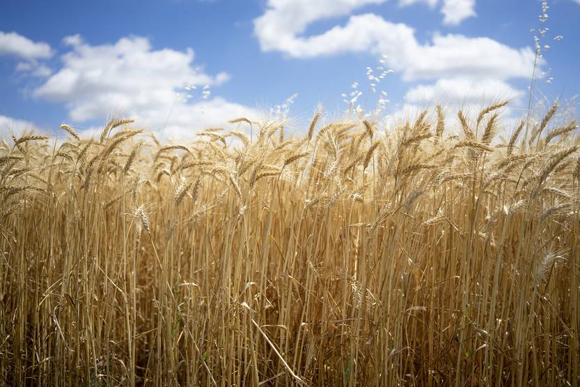 20251002 COTI FoodRise