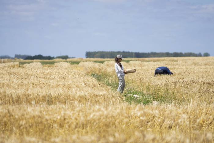 Cultivo de trigo en la estación experimental La Estanzuela del Instituto Nacional de Investigación Agropecuaria (INIA). (archivo, diciembre de 2019) · Foto: Mariana Greif