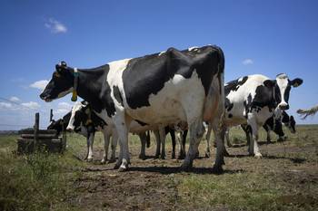 Foto principal del artículo 'Uruguay+3: una apuesta para generar más carne con menos emisiones de carbono' · Foto: Mariana Greif