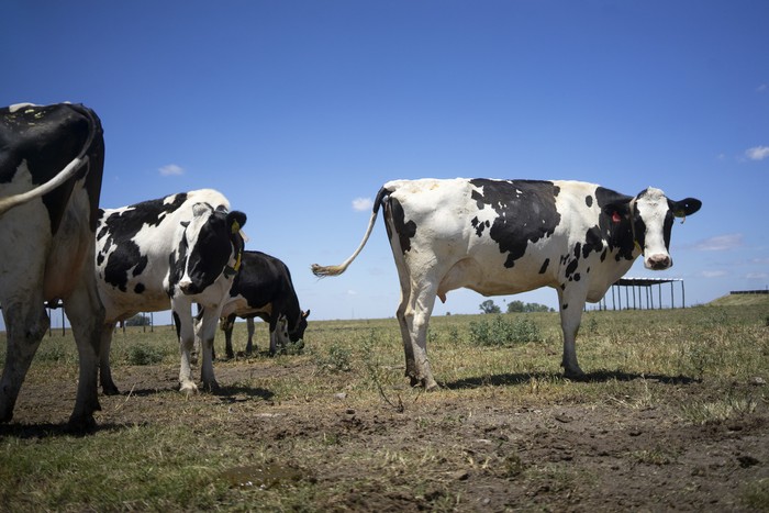 Campo en Colonia (archivo). · Foto: Mariana Greif