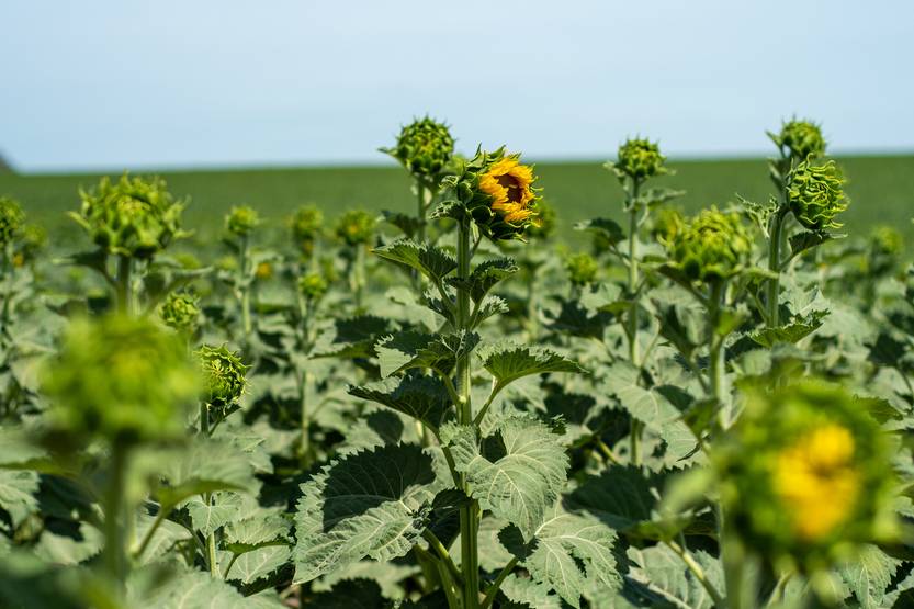 20231128 campo 2