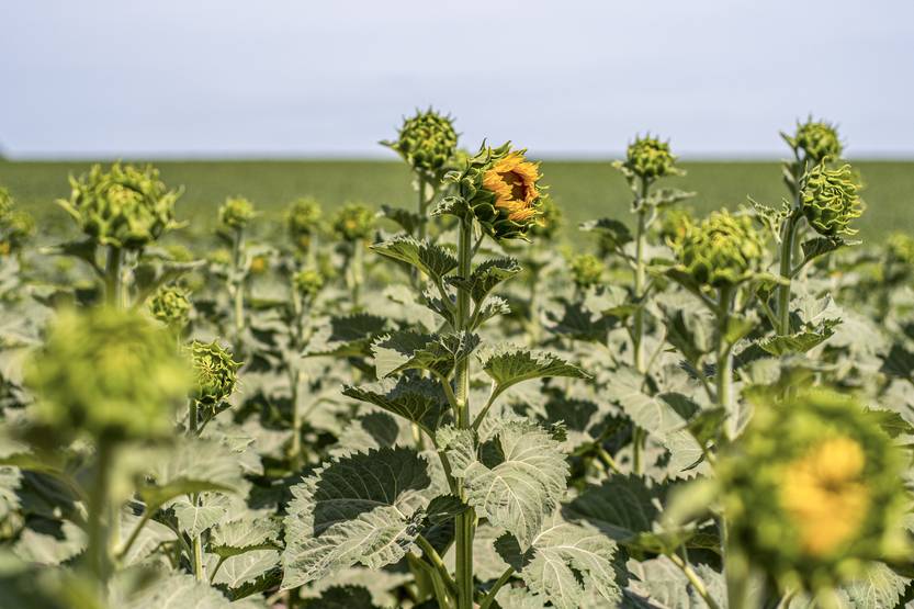 20231214 agro emerg.