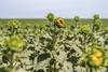 20231214 agro emerg.