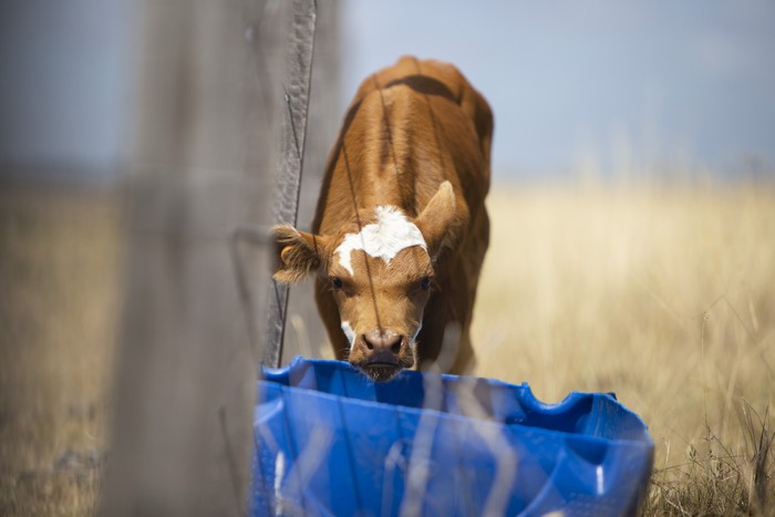 Foto: Camilo dos Santos (archivo, enero de 2023)