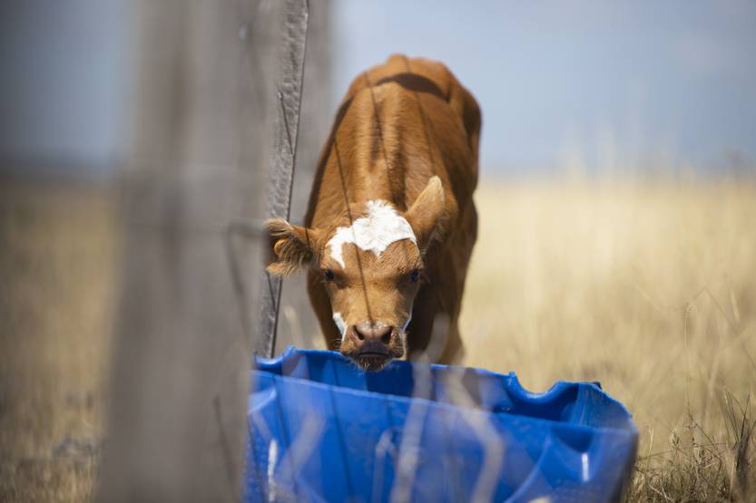 20260104 ECO ADAPTACION CLIMATICA