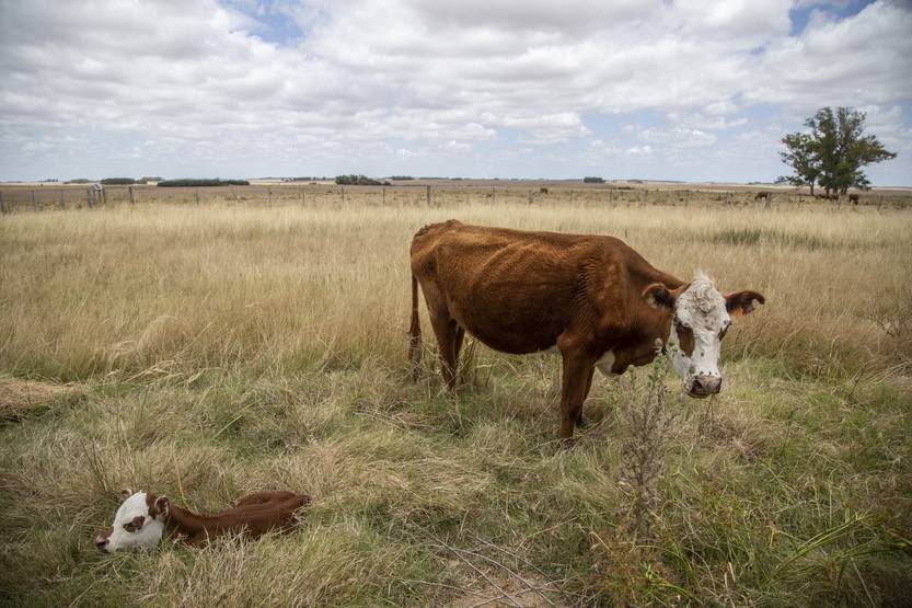 20260112 rurales sobre deficit hidrico