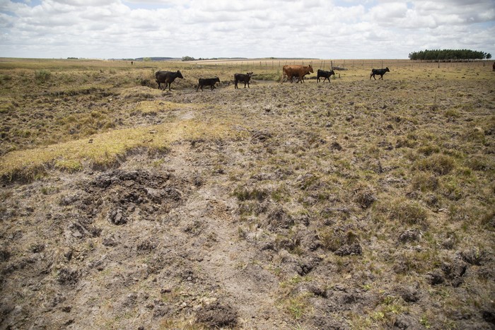 Campo de productores rurales en el departamento de Florida (archivo, enero de 2023). · Foto: Camilo dos Santos