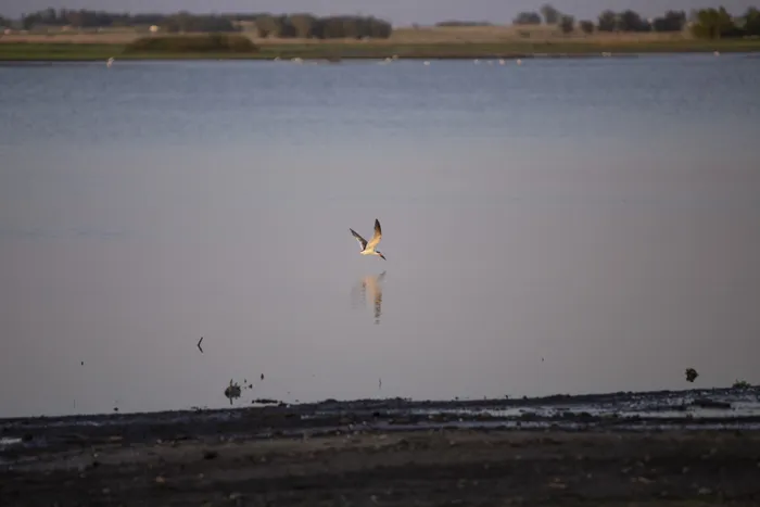 Laguna del Cisne, Canelones (archivo, febrero de 2023). · Foto: Camilo dos Santos