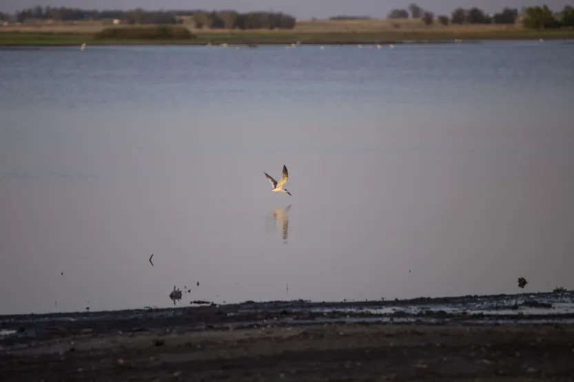 20260518 amb laguna del cisne