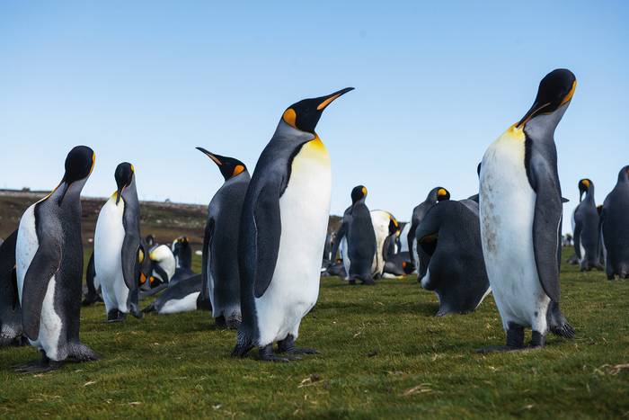 Foto principal del artículo 'Pingüinos y minas' · Foto: Alessandro Maradei