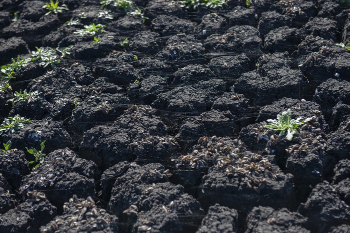 Foto principal del artículo 'Maldonado activó un plan de emergencia para productores afectados por sequía' · Foto: Alessandro Maradei