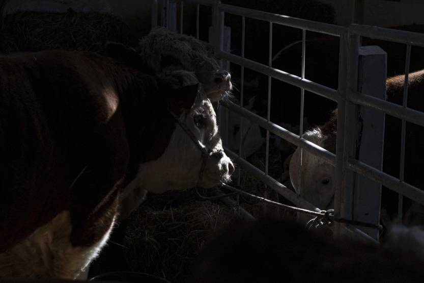 20250123  conexión ganadera