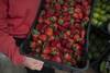 20231101 frutilla