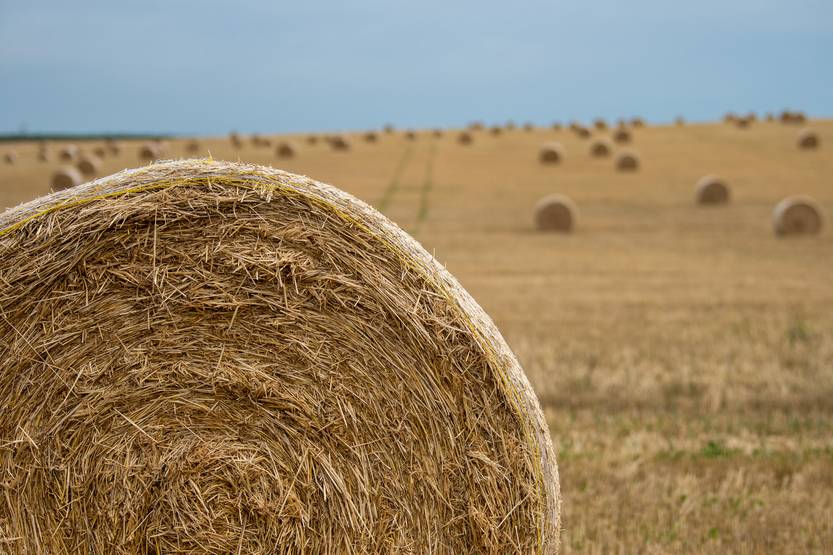 20231128 campo