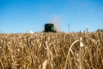 Cosecha de cebada (archivo, noviembre de 2023). · Foto: Ignacio Dotti
