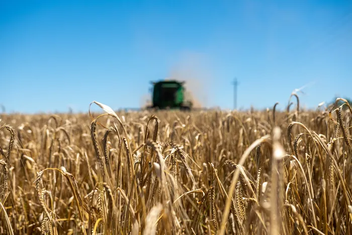 Cosecha de cebada. (Archivo, noviembre de 2023) · Foto: Ignacio Dotti