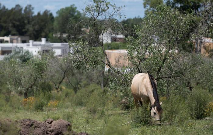 Foto principal del artículo 'Van 137 caballos muertos por encefalitis en Uruguay' · Foto: Mara Quintero