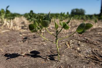 Cultivo de soja (archivo, febrero de 2024). · Foto: Ignacio Dotti