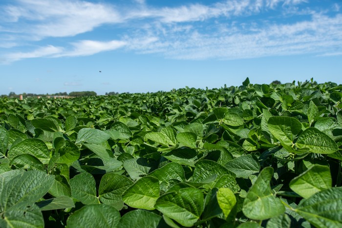 Campo de soja en Nueva Helvecia. · Foto: Ignacio Dotti
