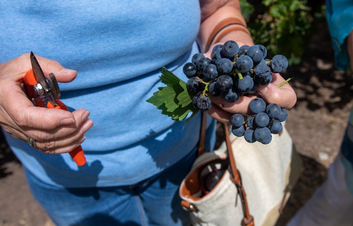 Vendimia en Bodega Turística Los Pinos, en Nueva Helvecia (archivo). · Foto: Ignacio Dotti