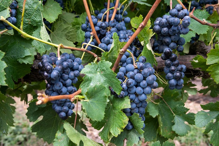 Viñedos de uva Merlot en la bodega turística Los Pinos, en Colonia (archivo). · Foto: Ignacio Dotti