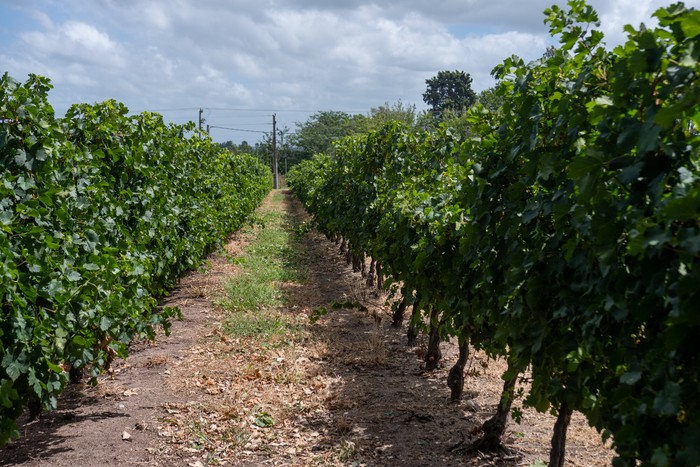 Viñedos en Colonia (archivo, febrero de 2024). · Foto: Ignacio Dotti