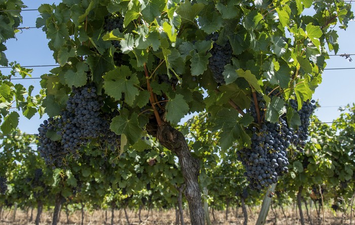 Viñedo de uva Tannat. (archivo, febrero de 2024) · Foto: Ignacio Dotti