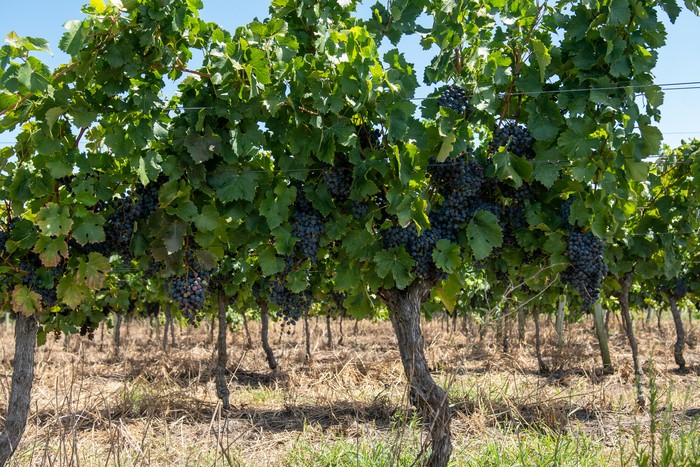 Viñedos en el departamento de Colonia (archivo). · Foto: Ignacio Dotti