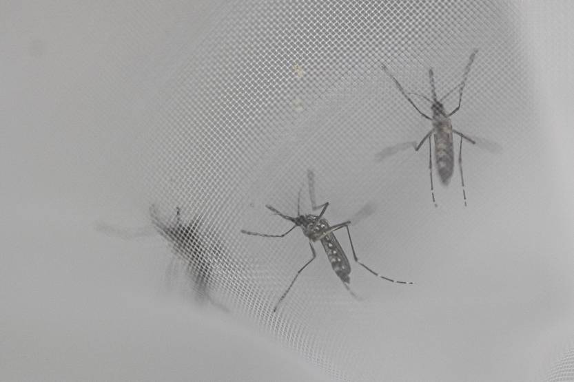 20240402 dengue