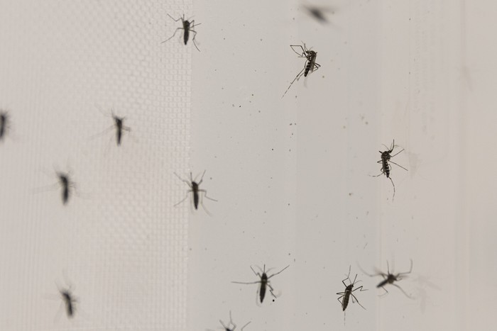 Mosquitos _Aedes aegypti_. · Foto: Ernesto Ryan