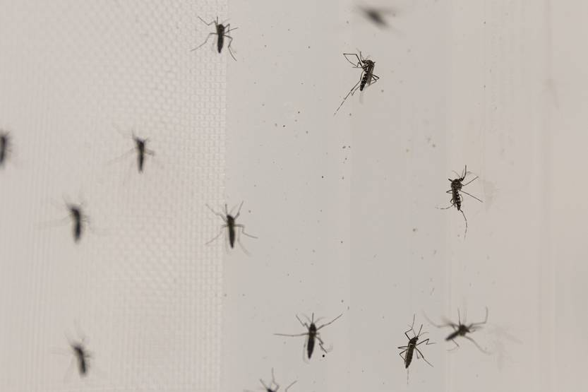 20250321 Dengue