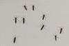 20250502 aedes