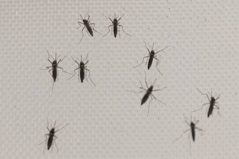 20250417 dengue