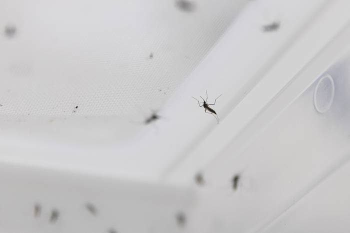 Mosquitos _Aedes aegypti_ (archivo, marzo de 2024). · Foto: Ernesto Ryan
