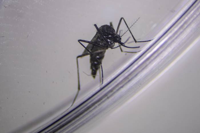 Mosquito _Aedes aegypti_, en el Instituto de Higiene. · Foto: Ernesto Ryan