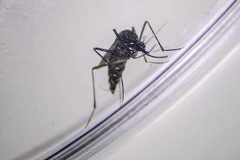 Mosquito _Aedes aegypti_ (archivo, marzo de 2024). · Foto: Ernesto Ryan