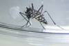 20250430 Aedes aegypti