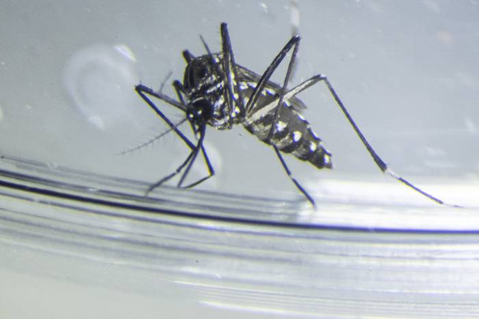 Mosquitos Aedes aegypti. · Foto: Ernesto Ryan