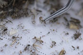 Mosquito Aedes aegypti (archivo). · Foto: Ernesto Ryan