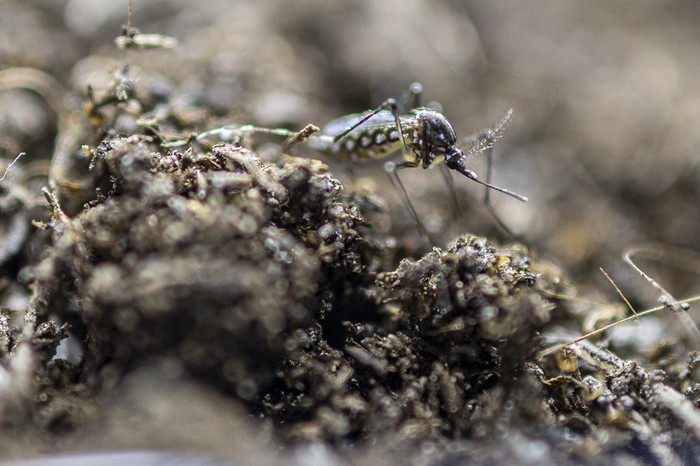 Mosquitos _Aedes aegypti_ (archivo, marzo de 2024). · Foto: Ernesto Ryan