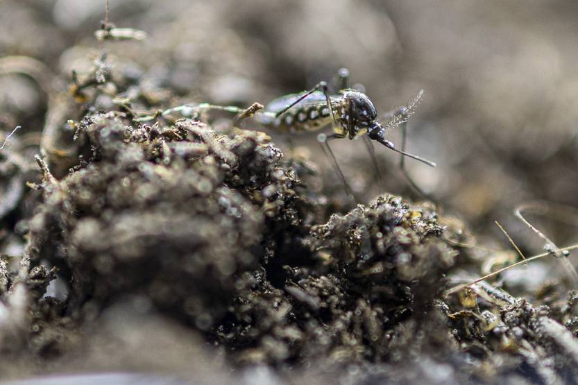 20250210 sal  dengue