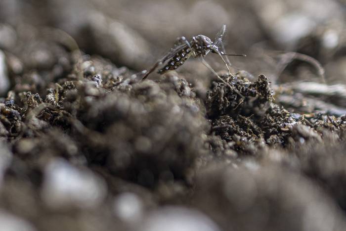 Mosquito _Aedes aegypti_. Foto: Ernesto Ryan