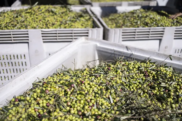 Lanzamiento de la cosecha de la aceituna para la elaboración de aceites de oliva, en la Almazara Sabía, en el departamento de Lavalleja.
Foto: Ernesto Ryan (archivo, abril de 2024)