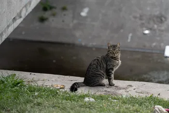 Foto principal del artículo 'Se identificó en Uruguay un brote del hongo Sporothrix brasiliensis, una especie transmitida por gatos' · Foto: Mara Quintero
