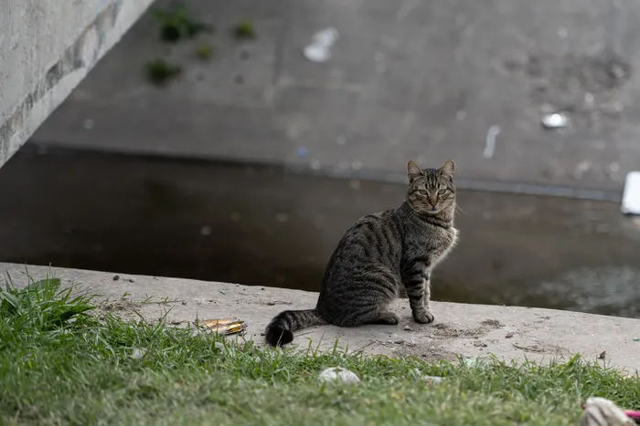 Foto principal del artículo 'Se identificó en Uruguay un brote del hongo Sporothrix brasiliensis, una especie transmitida por gatos' · Foto: Mara Quintero