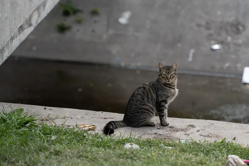 20260226 salud gatos