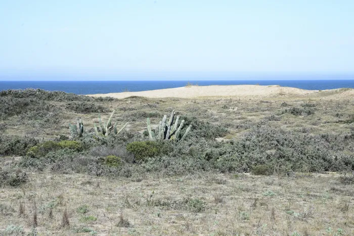 Sauce de Portezuelo (archivo). · Foto: Natalia Ayala