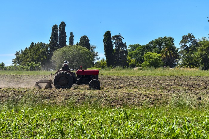 Foto principal del artículo 'Según censo agropecuario, la edad media de los productores es de 54 años, y 73% son hombres y 27% mujeres' · Foto: Ignacio Dotti